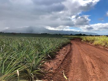 Scenic view of agricultural field against sky