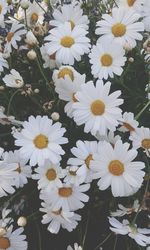 Close-up of white flowers