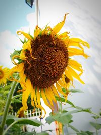 Close-up of sunflower blooming against sky