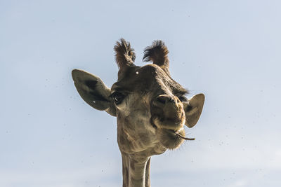 Close-up of giraffe against sky