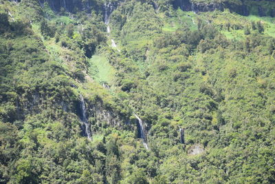 High angle view of a forest