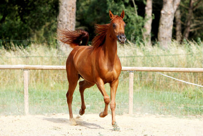 Horse standing in ranch