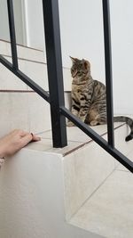 Cat on hand against white wall