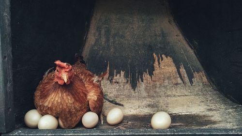 View of a bird in a container