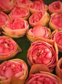 Full frame shot of pink flowers for sale