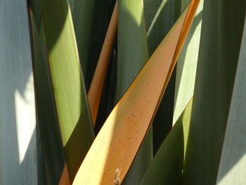 Close-up of window