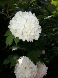 Close-up of white flowering plant