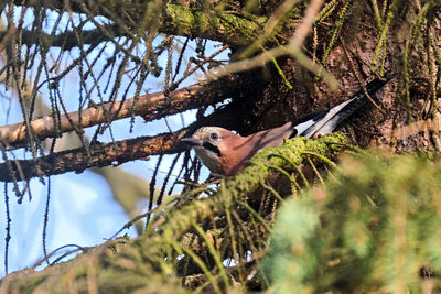 Low angle view of bird perching on branch