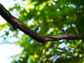 Low angle view of bird perching on branch