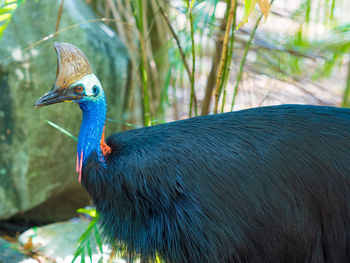 Close-up of a peacock