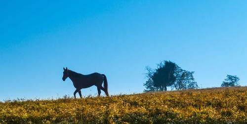 Horse standing in a field