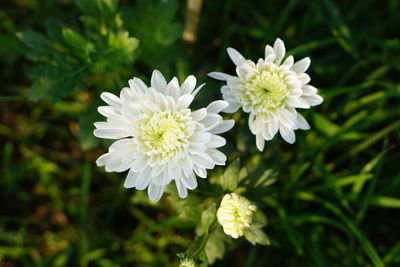 Close-up of white flowering plant