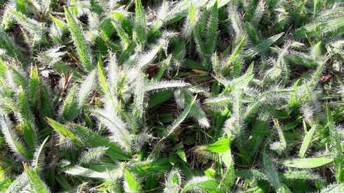 Full frame shot of succulent plant on field