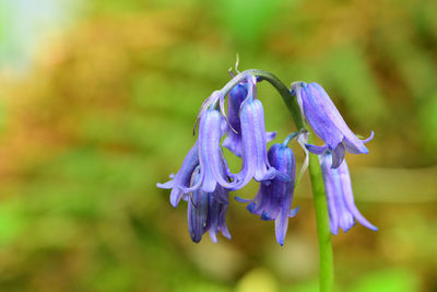 Close-up of purple flowering plant