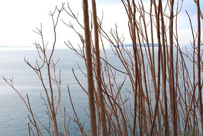 Close-up of bare trees by sea against sky