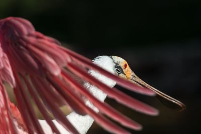 Close-up of bird against blurred background