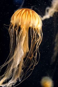 Close-up of jellyfish in sea