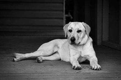 Portrait of a dog