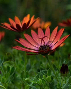 Close-up of red flower