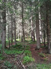 Scenic view of forest