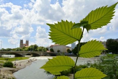 Close-up of fresh green leaves against sky