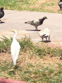 High angle view of bird on field