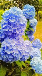 Close-up of blue hydrangea flowers