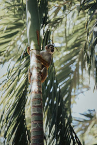 Low angle view of a bird perching on a tree