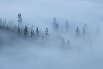 Winter landscape from rodnei mountain. a cold foggy morning with heavy snow.