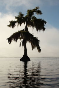 Silhouette tree in sea against sky