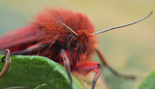 Close-up of insect on flower