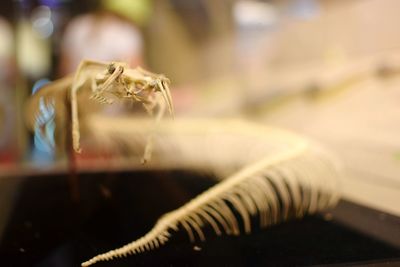Close-up of plant against blurred background