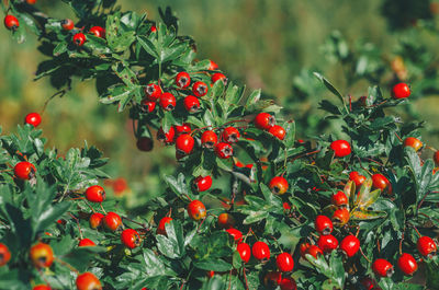 Red ripe berries of hawthorn branches with dark green leaves. in the rays of the evening autumn sun.