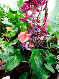 Close-up of flowers blooming outdoors