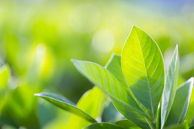 Nature view of green leaf on blurred greenery background in garden,green nature concept.