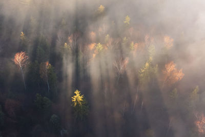 Late autumn aerial view of foggy woods