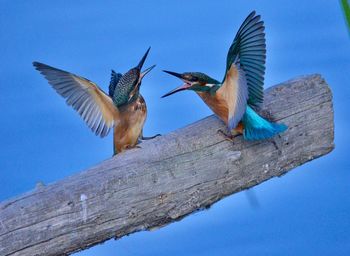 Low angle view of birds flying against blue sky