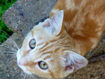 Close-up of a cat looking away