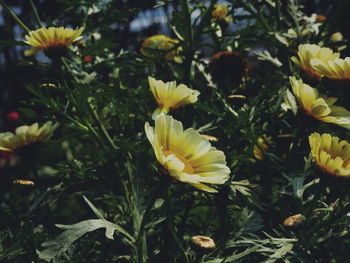 Close-up of white daisy flowers