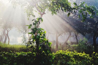 Plants by trees on land