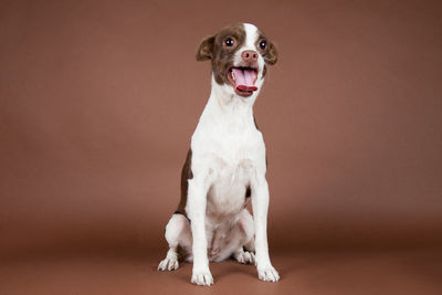 Portrait of dog sitting against brown background