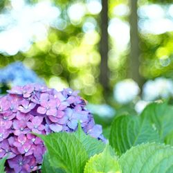 Close-up of purple hydrangea flowers