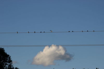 Low angle view of birds perching on power line