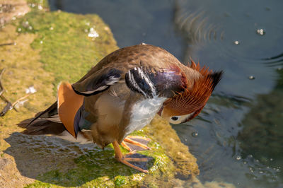 High angle view of duck in lake