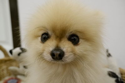 Close-up portrait of a dog