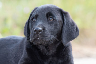 Cute portrait of an 8 week old black labrador puppy