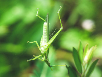 Close-up of damselfly on plant