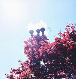 Low angle view of trees against clear sky