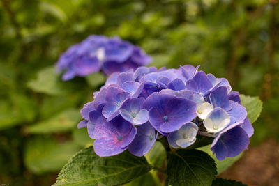 Close-up of purple flowering plant