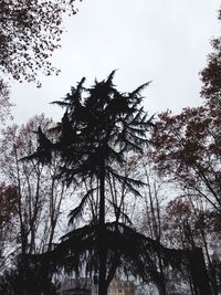 Low angle view of trees against clear sky